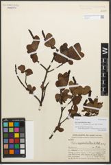 Foto von Salix resectoides Hand.-Mazz.